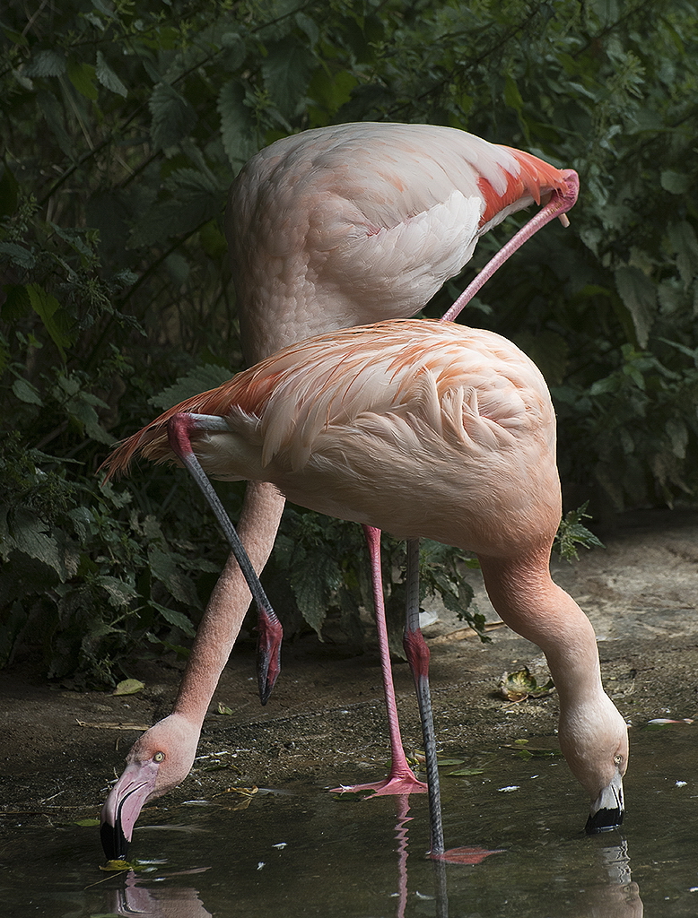 A 5 Wuppertal Zoo KA7_2626 als Smartobjekt-1 Kopie.jpg